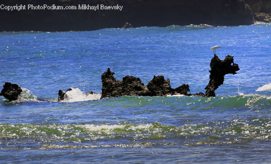 Ocean, Outdoors, Sea, Water, Ardeidae, Bird, Coast