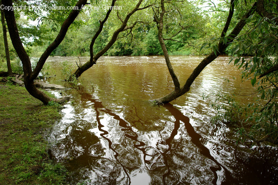 Creek, Outdoors, River, Water, Forest, Jungle, Rainforest