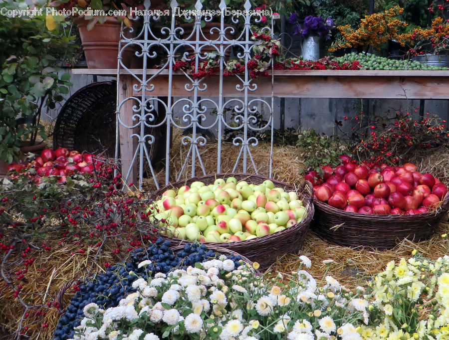 Apple, Fruit, Plant, Potted Plant, Blossom, Flower, Rose