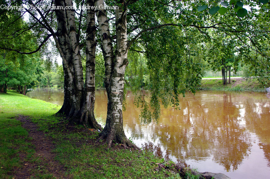 Plant, Tree, Willow, Birch, Wood, Forest, Vegetation