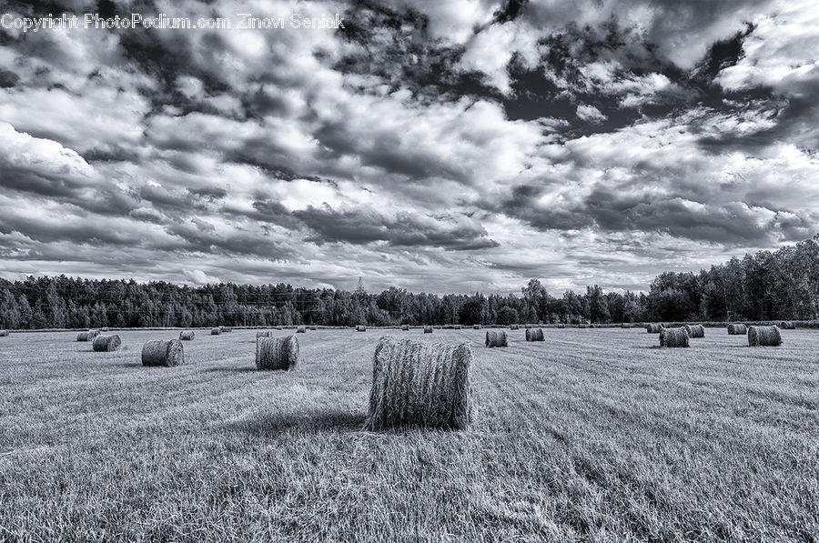 Grain, Grass, Plant, Wheat, Countryside, Outdoors, Farm