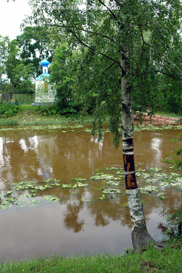 Outdoors, Pond, Water, Birch, Tree, Wood