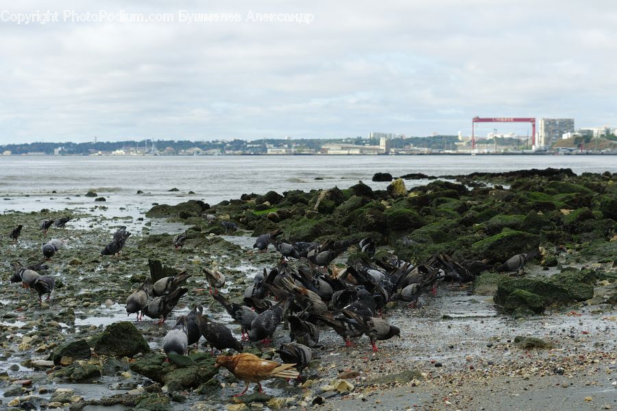 Coast, Outdoors, Sea, Water, Bird, Pigeon, Fowl