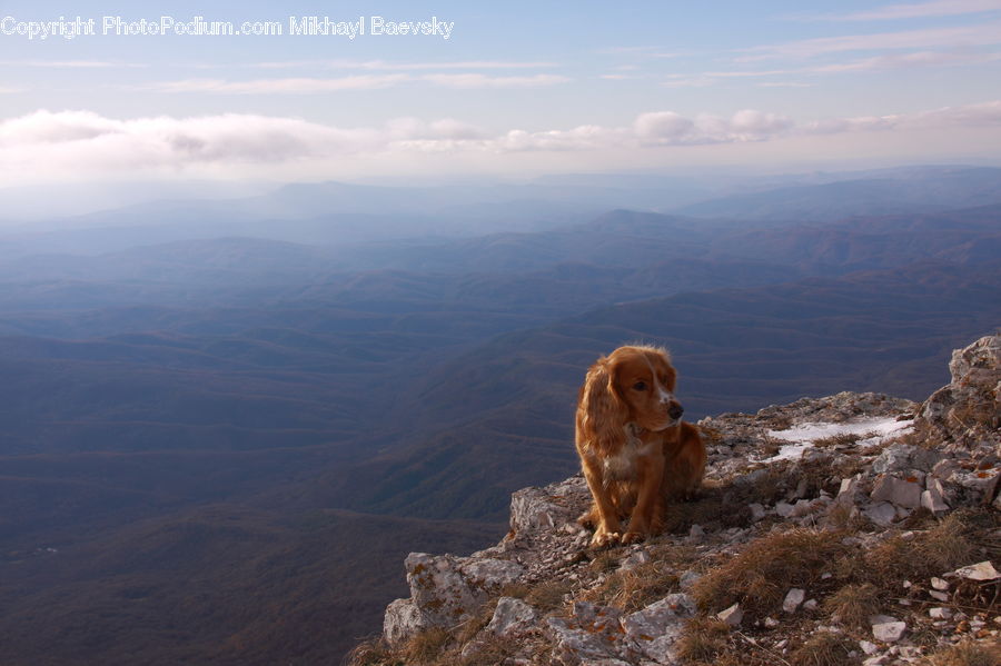 Animal, Canine, Cocker Spaniel, Dog, Mammal, Pet, Spaniel