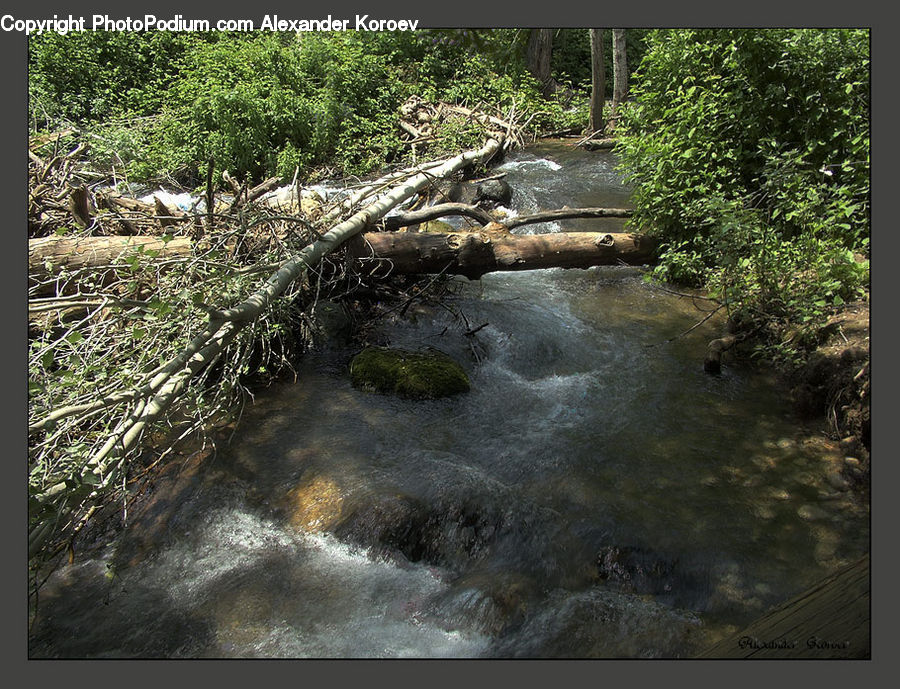 Creek, Outdoors, River, Water, Forest, Jungle, Rainforest