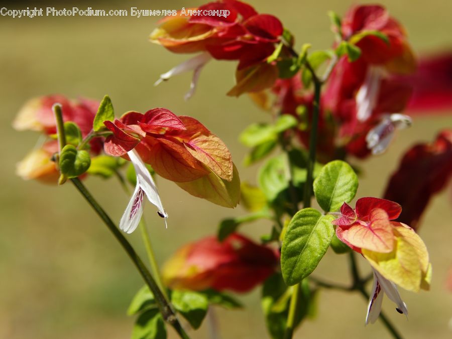 Blossom, Flora, Flower, Geranium, Plant, Petal, Amaryllis