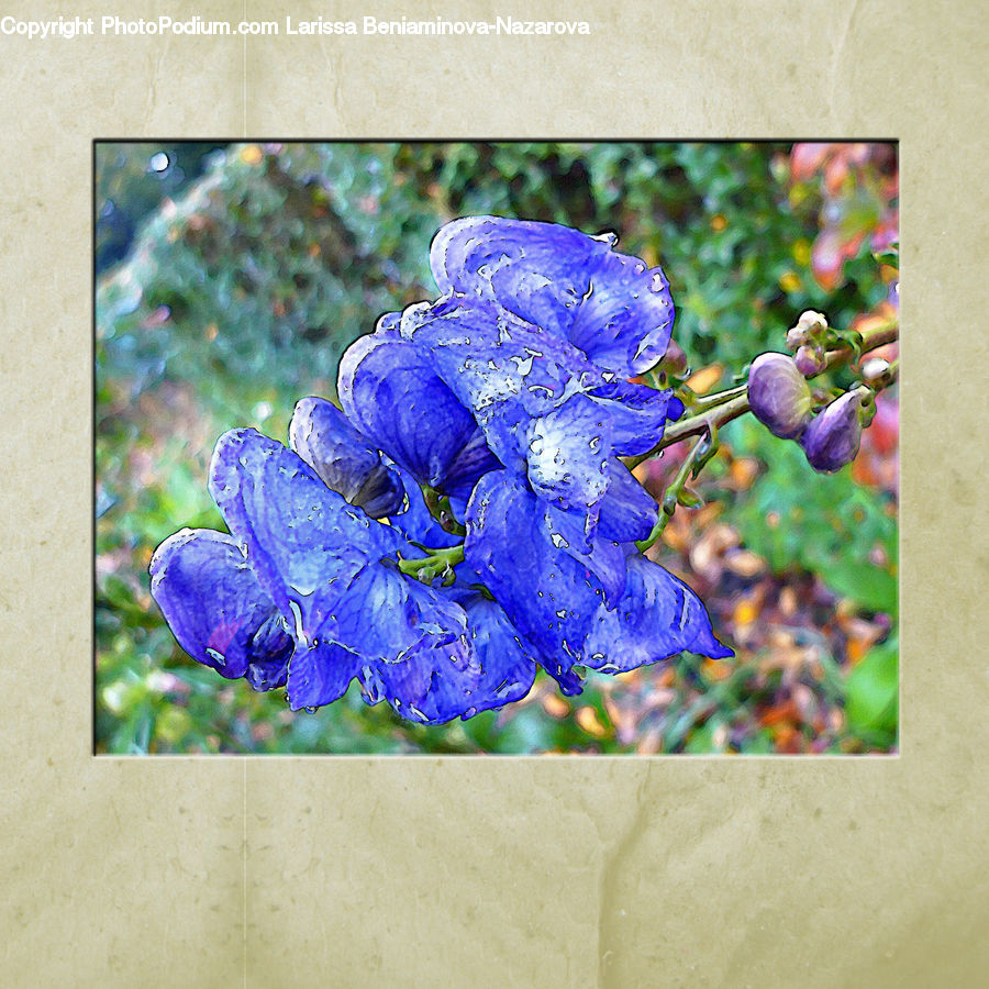 People, Person, Human, Blossom, Flora, Flower, Geranium