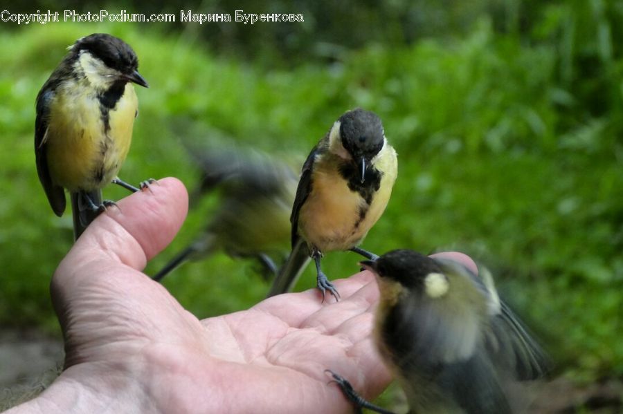 Bird, Swallow, Magpie, Finch, Condor, Vulture, Parakeet