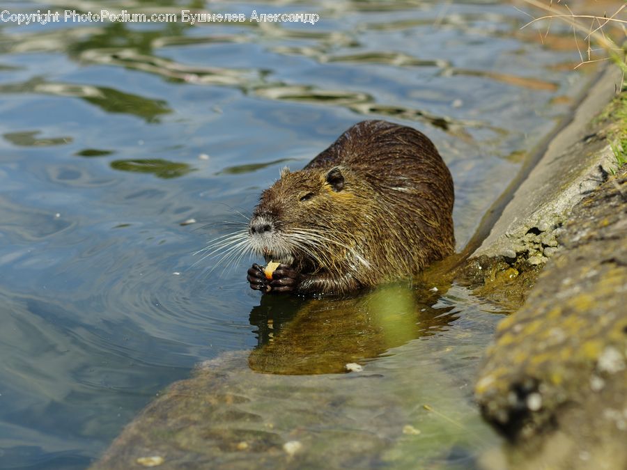 Animal, Beaver, Mammal, Rodent