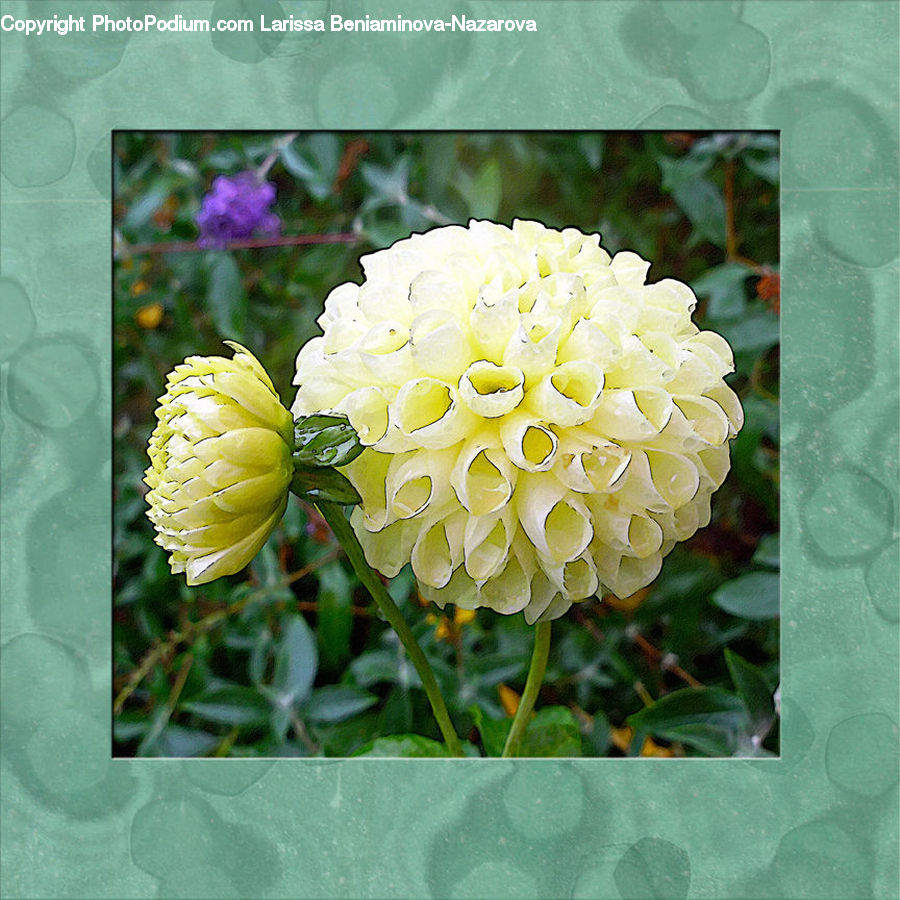 Blossom, Flora, Flower, Plant, Dahlia, Flower Arrangement, Flower Bouquet