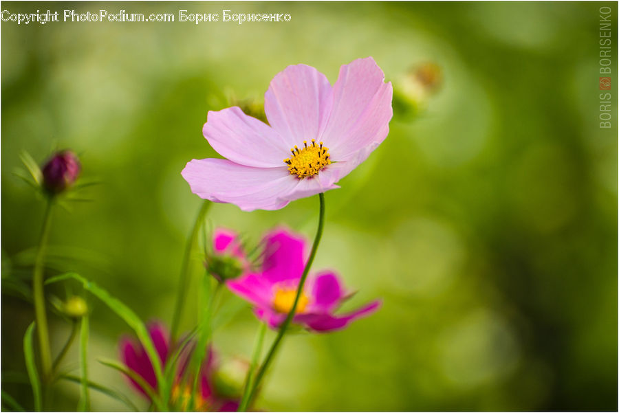 Cosmos