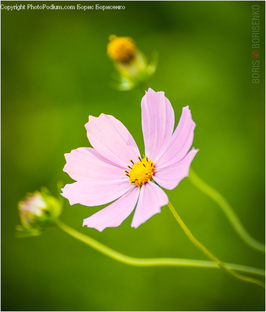 Cosmos, Daisies, Daisy, Flower, Plant