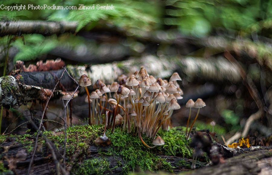 Agaric, Amanita, Fungus, Mushroom, Plant, Moss, Conifer
