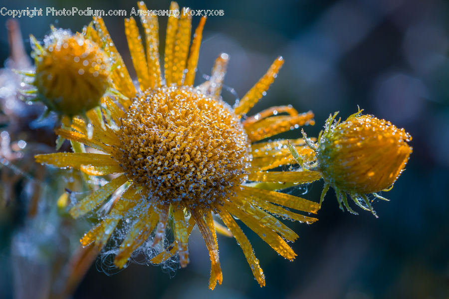 Arachnid, Garden Spider, Insect, Invertebrate, Spider, Seaweed, Flora