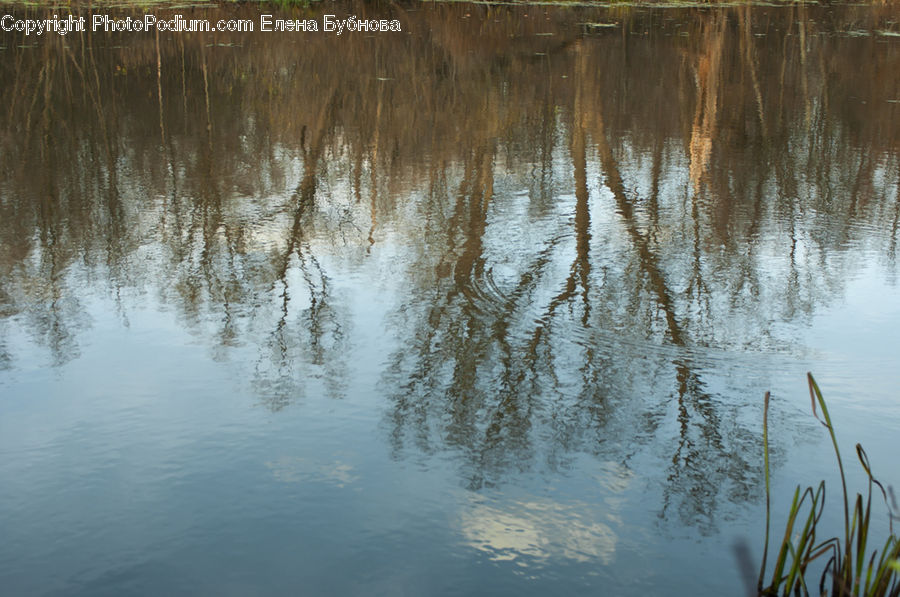 Outdoors, Pond, Water, Land, Marsh, Swamp, Field