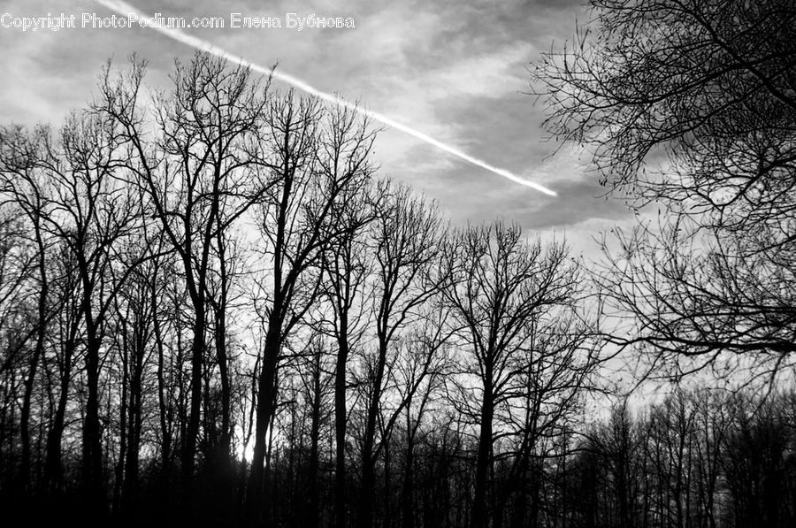 Plant, Tree, Forest, Vegetation, Flare, Light, Sunlight