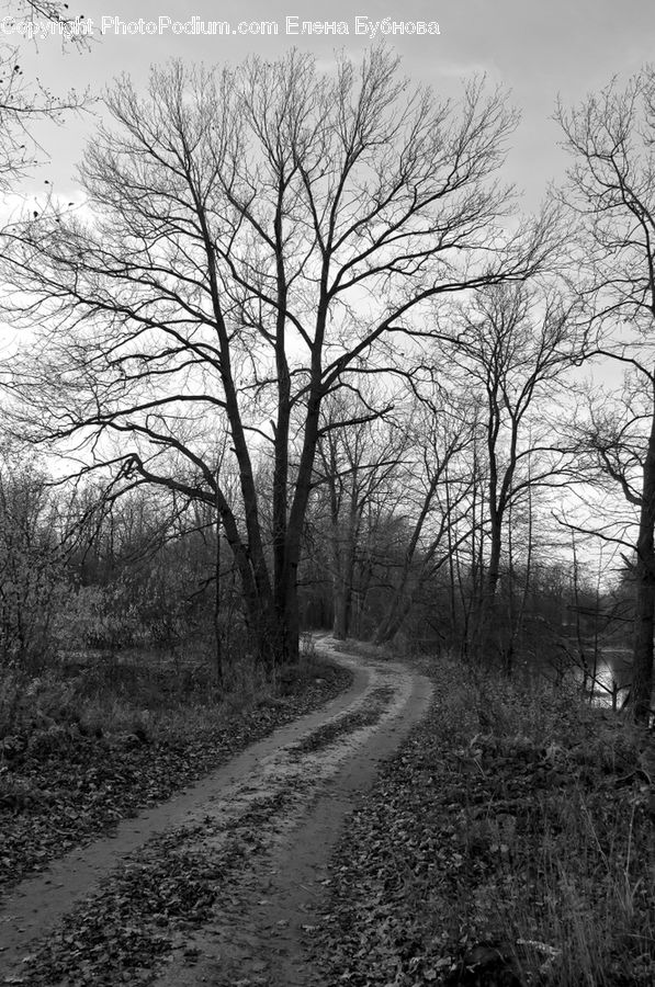 Countryside, Outdoors, Forest, Grove, Land, Plant, Tree