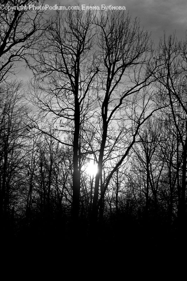Plant, Tree, Silhouette, Forest, Vegetation, Oak, Wood