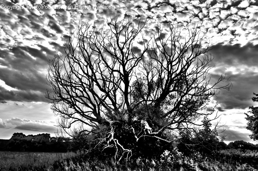 Oak, Tree, Wood, Plant, Outdoors, Sky, Silhouette