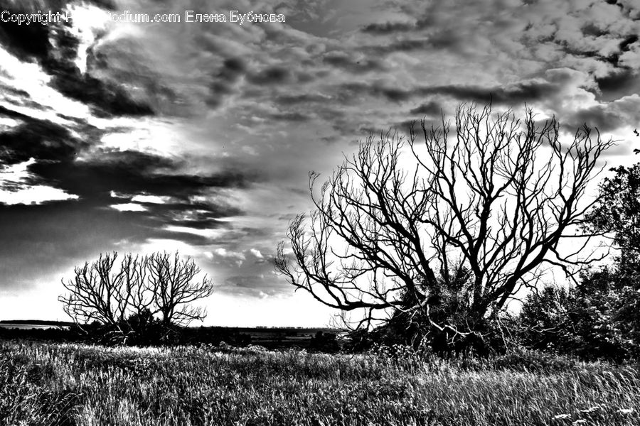 Outdoors, Sky, Plant, Tree, Oak, Wood, Grass