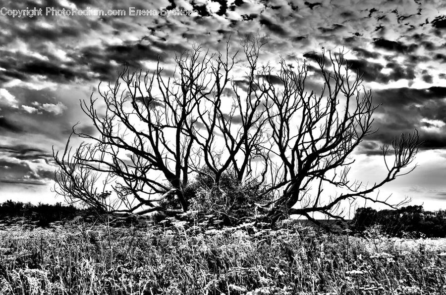 Plant, Tree, Oak, Wood, Grass, Reed, Blossom