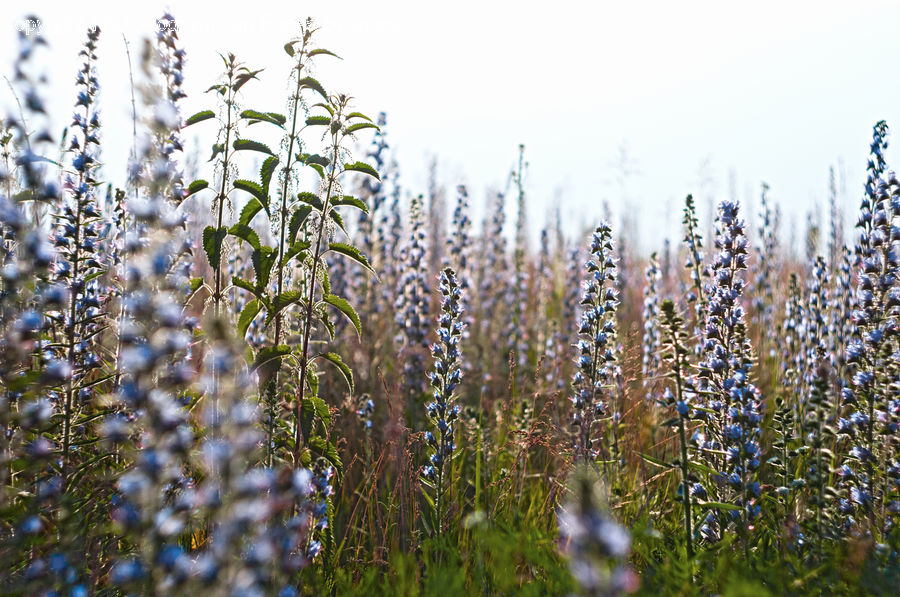 Field, Grass, Grassland, Plant, Bird, Jay, Conifer