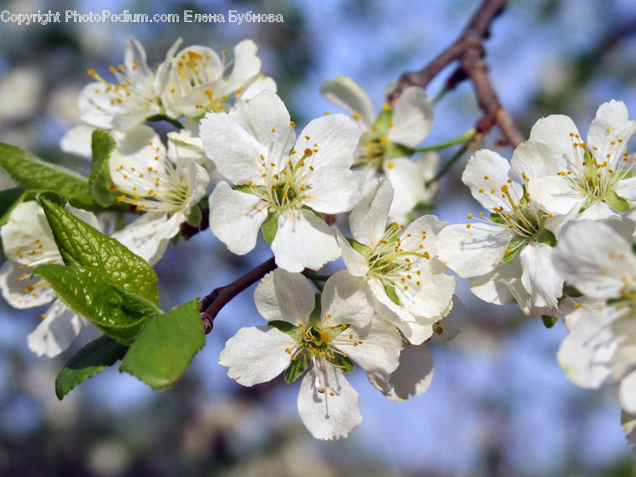 Blossom, Flora, Flower, Plant, Cherry Blossom