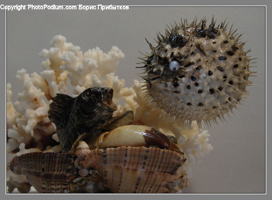 Clam, Sea Life, Seashell, Animal, Hedgehog, Mammal, Porcupine