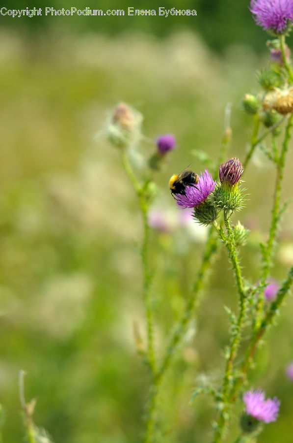 Blossom, Flora, Flower, Plant, Geranium, Andrena, Apidae