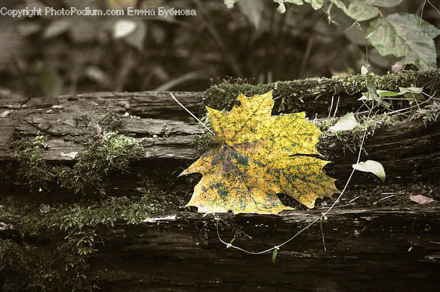 Soil, Plant, Maple, Maple Leaf, Blossom, Flora, Flower