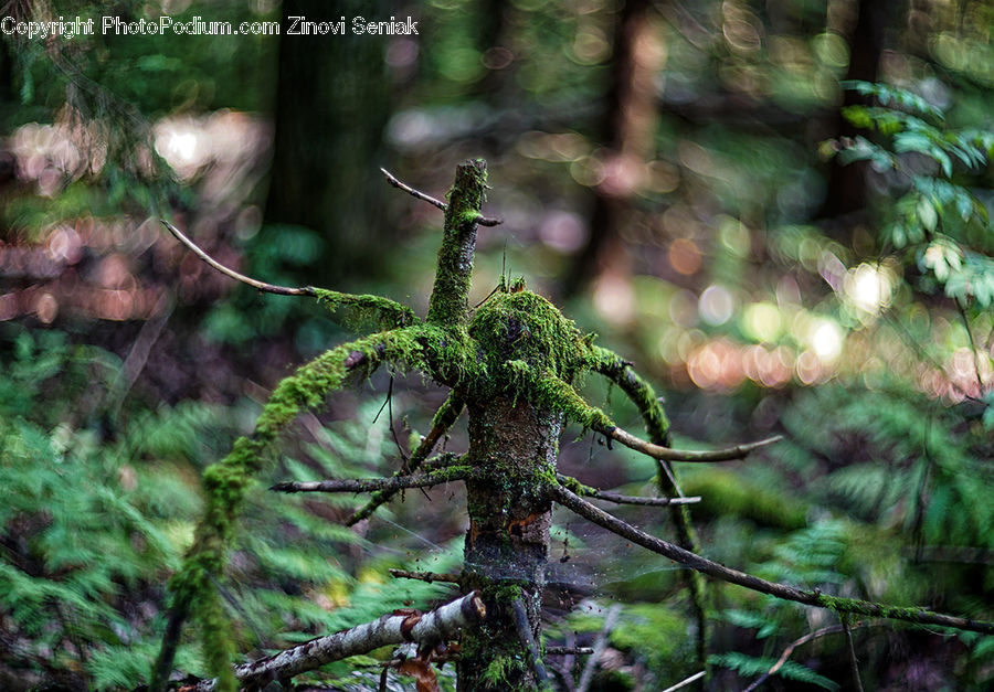 Conifer, Fir, Plant, Tree, Forest, Jungle, Fern