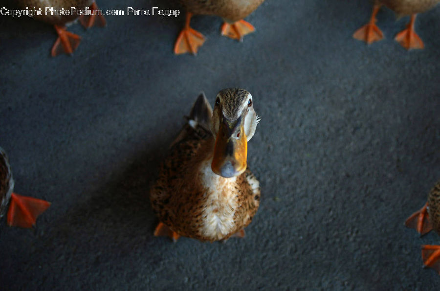 Bird, Duck, Teal, Waterfowl, Carrot, Root, Vegetable