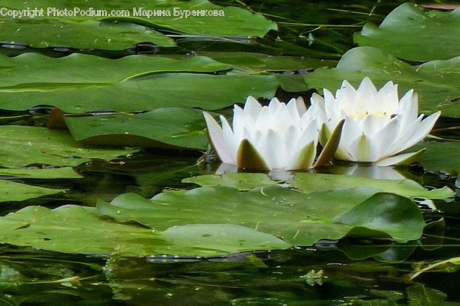 Flower, Lily, Plant, Pond Lily, Outdoors, Pond, Water