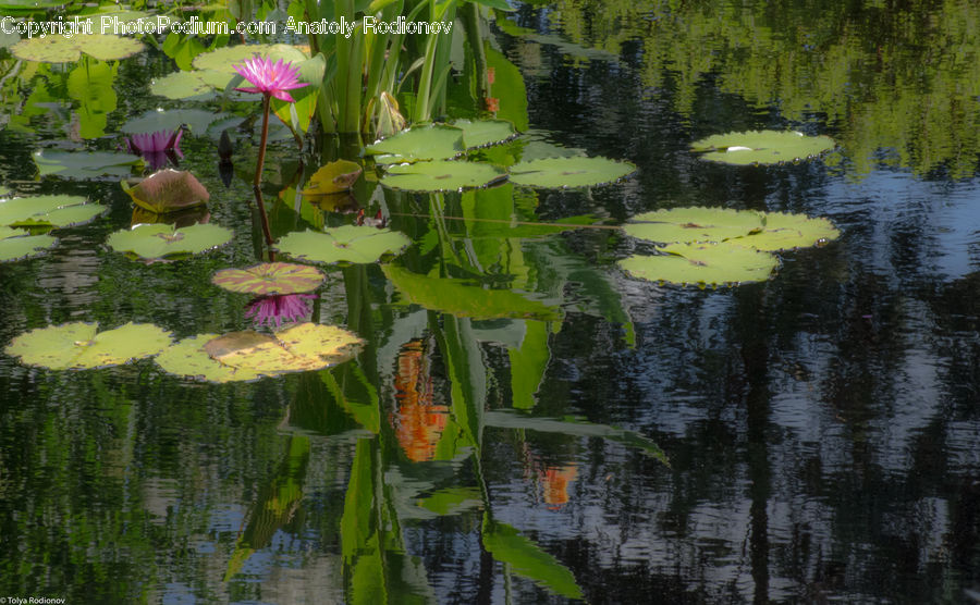 Flower, Lily, Plant, Pond Lily, Outdoors, Pond, Water
