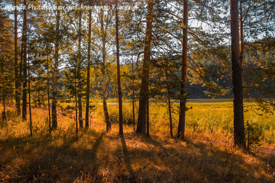 Forest, Vegetation, Conifer, Fir, Plant, Tree, Grove