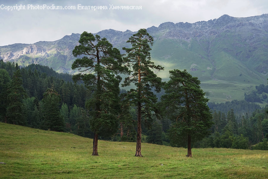 Conifer, Fir, Plant, Tree, Field, Grass, Grassland