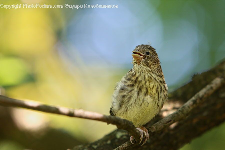 Bird, Finch, Canary, Sparrow