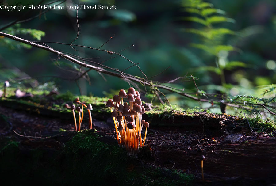 Agaric, Amanita, Fungus, Mushroom, Plant, Arachnid, Garden Spider