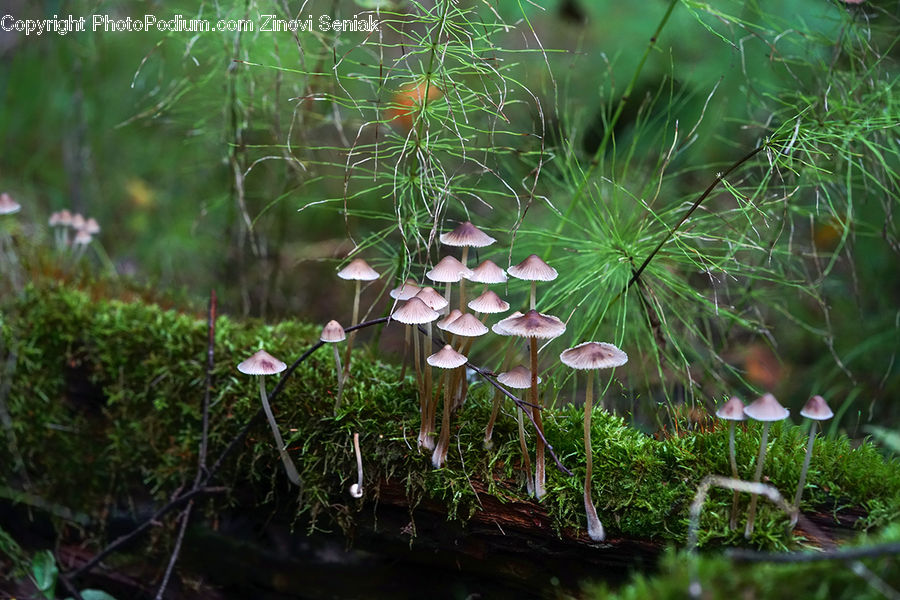 Blossom, Flora, Flower, Plant, Agaric, Amanita, Fungus