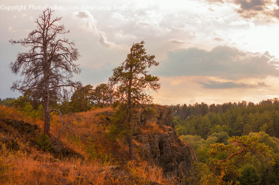 Conifer, Fir, Plant, Tree, Oak, Wood, Dirt Road