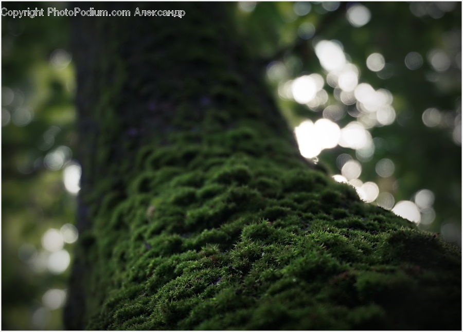 Hole, Conifer, Fir, Plant, Tree, Bush, Vegetation