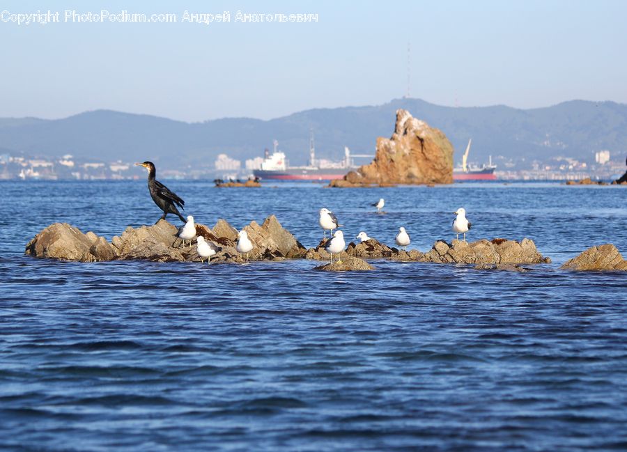 Bird, Cormorant, Waterfowl, Outdoors, Sea, Water, Coast