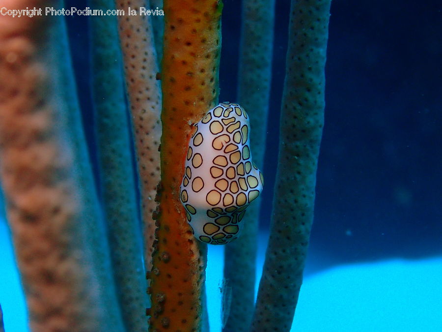 Rust, Eel, Fish, Sea Life, Bling, Head, Portrait