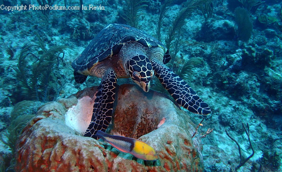 Coral Reef, Outdoors, Reef, Sea, Sea Life, Water, Reptile