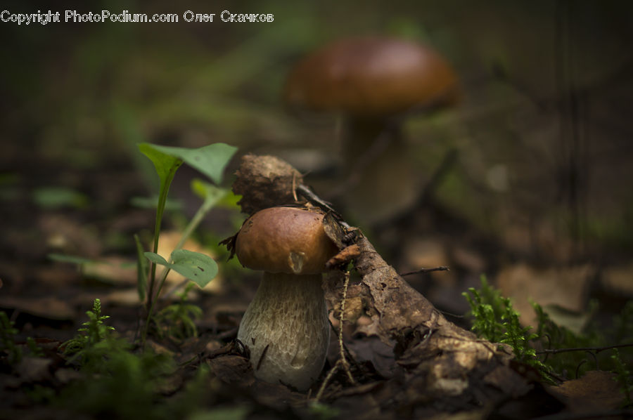Agaric, Amanita, Fungus, Mushroom, Plant, Moss, Conifer