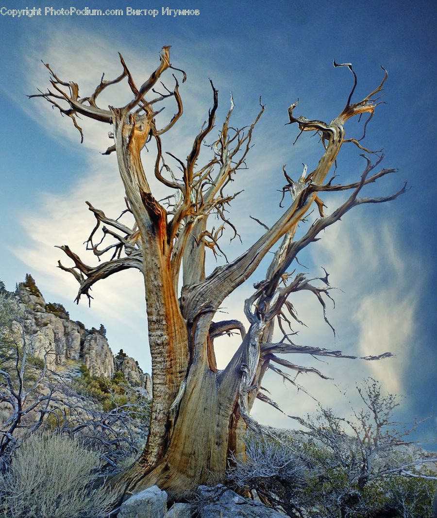 Antler, Plant, Tree, Animal, Deer, Elk, Mammal