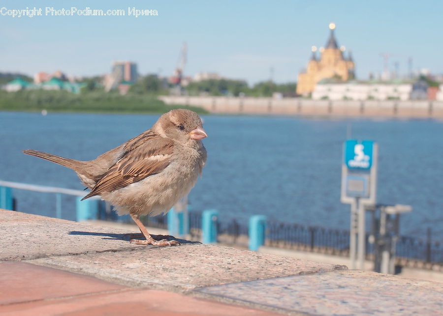 Bird, Sparrow, Wren, Boardwalk, Deck, Path, Sidewalk