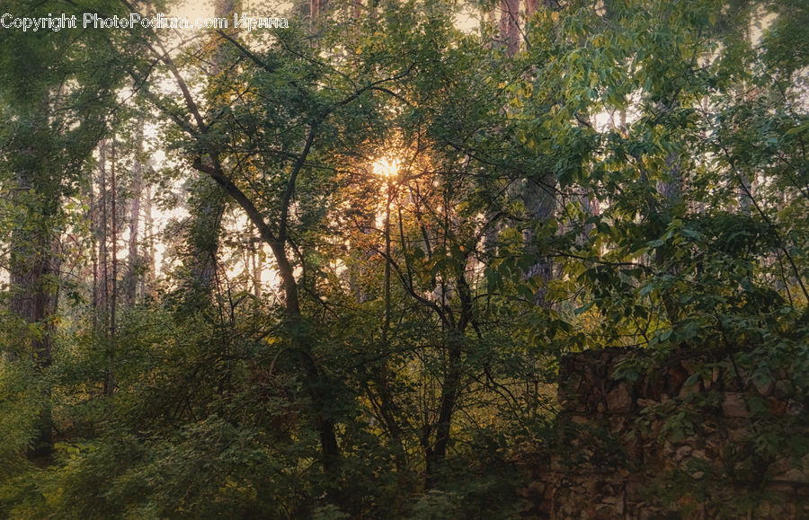 Forest, Vegetation, Jungle, Conifer, Fir, Plant, Tree
