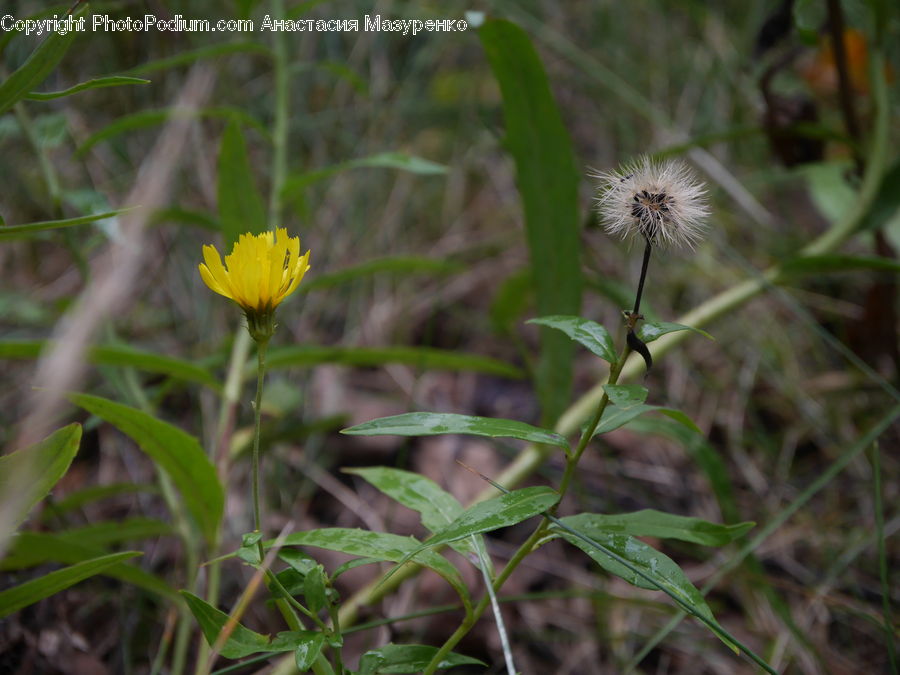 Blossom, Flora, Flower, Plant, Dandelion, Asteraceae, Daisies