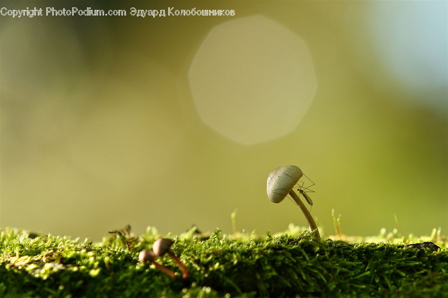 Insect, Invertebrate, Mosquito, Field, Grass, Grassland, Plant